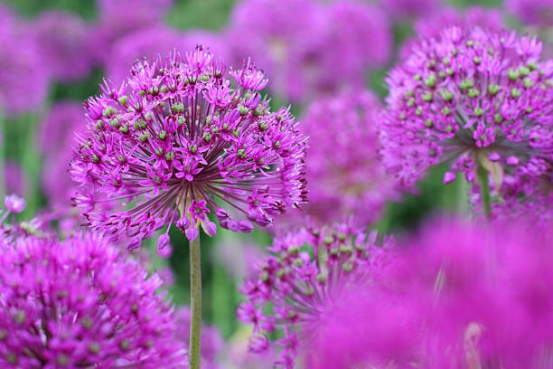 istock purple Onion Flowers 178281365