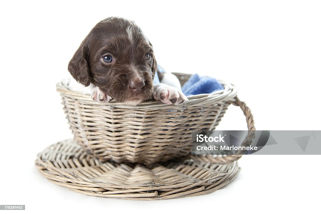 Puppy in wicker basket Small Munsterlander puppy in wicker basket Animal Stock Photo