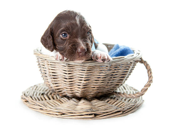 cachorrinho na cesta de vime - small munsterlander - fotografias e filmes do acervo