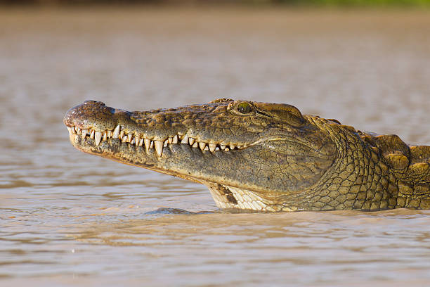 istock Nile Crocodile, South Africa 178281673