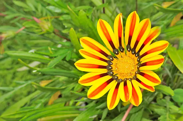 A pretty striped gazania flower with green leaves on a flower bed in summer