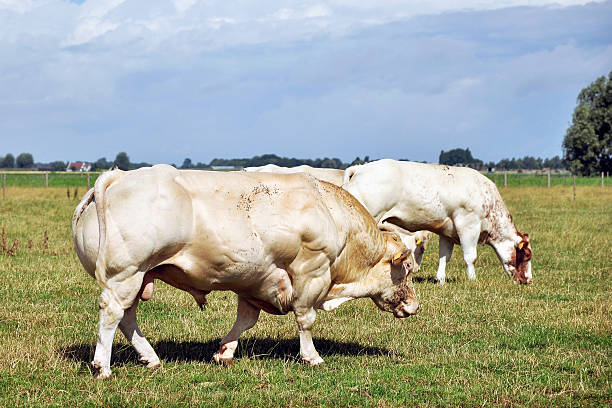 strong muscular bulls grazing in meadow
