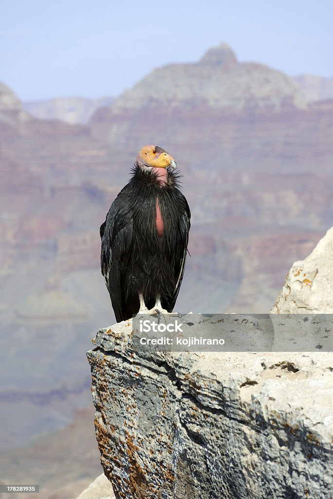 California Kondor - Lizenzfrei Kalifornischer Kondor Stock-Foto