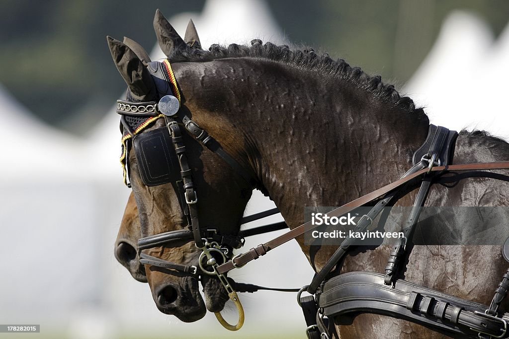 Brun deux têtes de chevaux - Photo de Cheval libre de droits