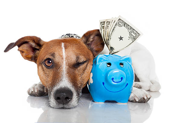 dog with piggy bank