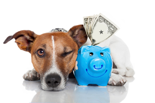 dog with piggy bank , a dollar tie and glasses