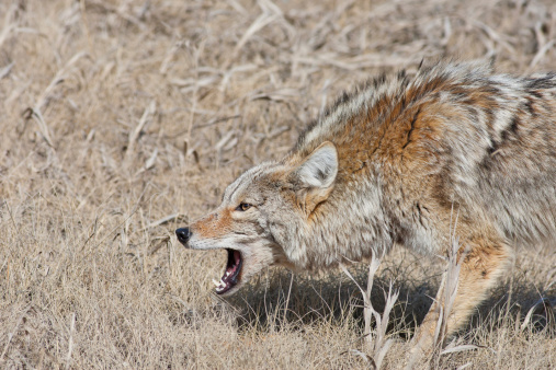 Gruñir Coyote photo