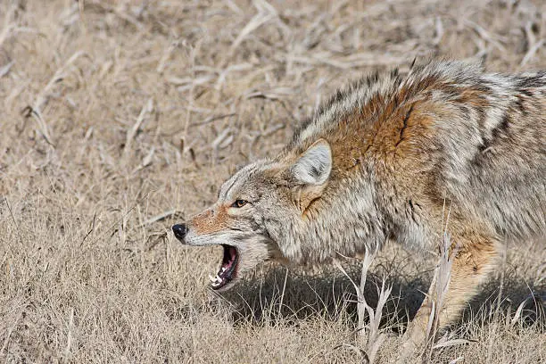 "A fierce, snarling coyote with mouth open and hackles up.  Near Radium Hot Springs, British Columbia, Canada."
