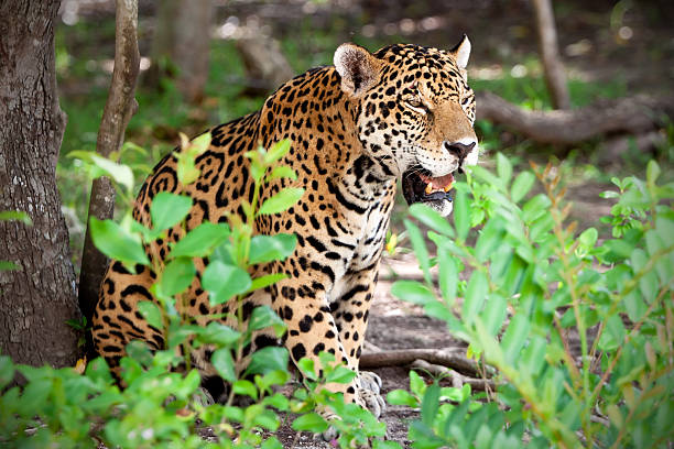 istock Jaguar in wildlife park 178282252