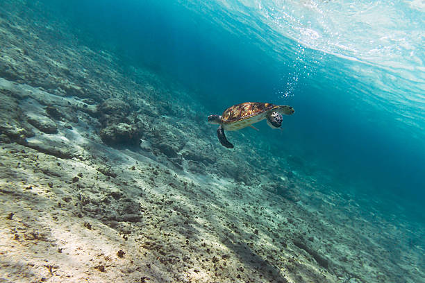 istock Green turtle in Caribbean sea 178282254