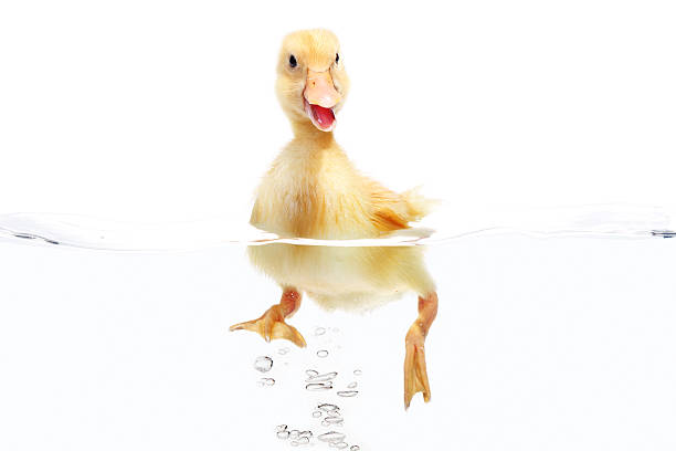 istock Small duck floating on water isolated over white background 178282294