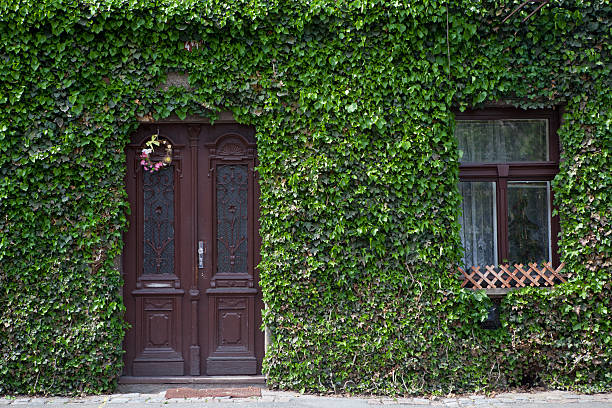 istock green grass sweet home 178282417