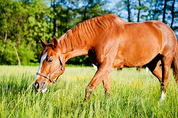 istock Horse surrounded by grasslands in Poland 178282430