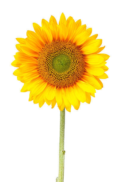 słonecznik na białym tle z ścieżka odcinania - single flower sunflower daisy isolated zdjęcia i obrazy z banku zdjęć