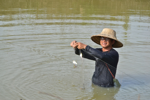 fisherman hunting fish in countryside pond by purse seine of Thailand southeast asia