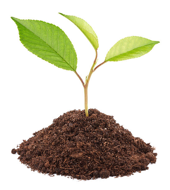 istock Young green plant in soil 178282765