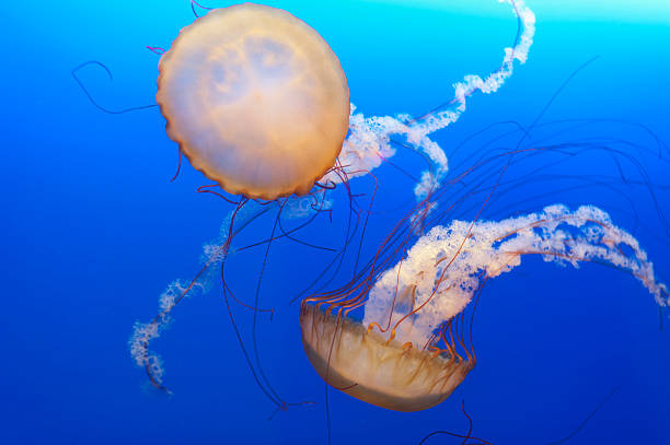 istock Chrysaora fuscescens jellyfish 178282796