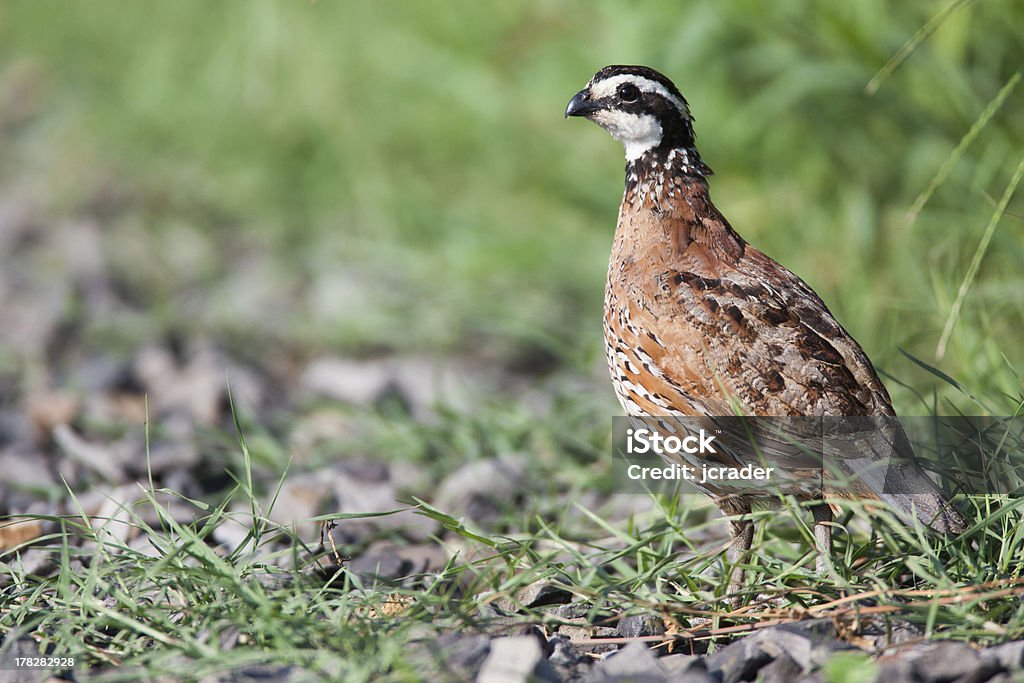 Quail d'herbe et de pierres. - Photo de Colin libre de droits