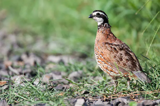 Quail in grass and rocks