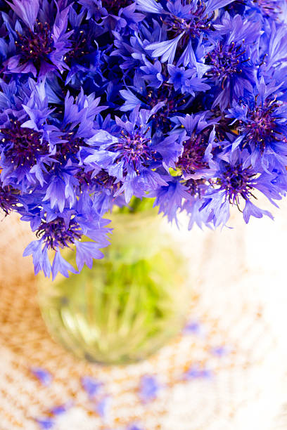 Cornflowers stock photo