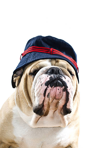 istock English Bulldog in a hat portrait 178283068