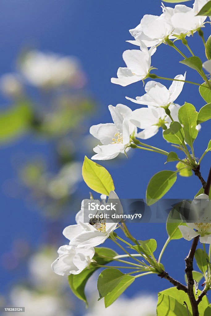 Белый цветок apple - Стоковые фото Без людей роялти-фри