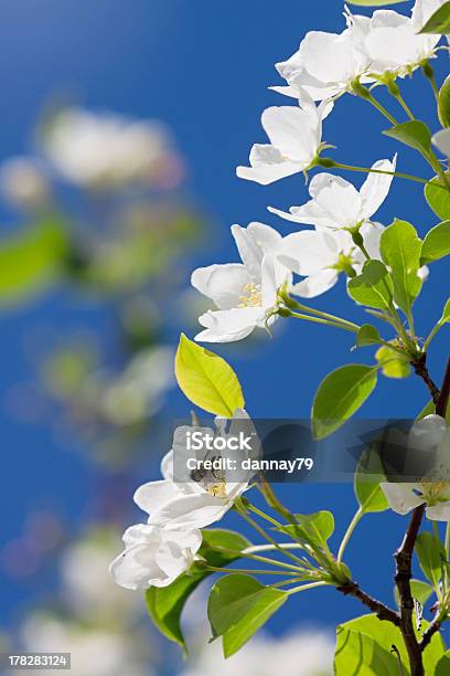 Белый Цветок Apple — стоковые фотографии и другие картинки Без людей - Без людей, Белый, Вертикальный