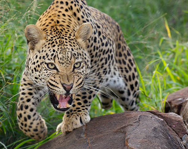 African Leopard, snarling, South Africa