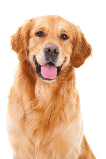 golden retriever perro sentado en blanco aislado photo