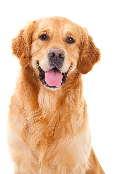 golden retriever perro sentado en blanco aislado - labrador retriever fotografías e imágenes de stock