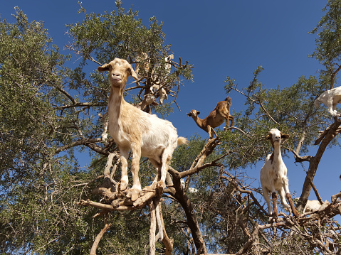 Goat looking at the camera from a branch of the organ tree