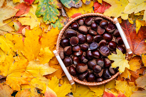 Fresh edible chestnuts in tray on background of fallen orange maple leaves, autumn harvest, top view