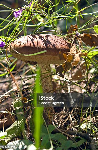 Foto de Cogumelo e mais fotos de stock de Apanhar cogumelos - Apanhar cogumelos, Arbusto, Biologia
