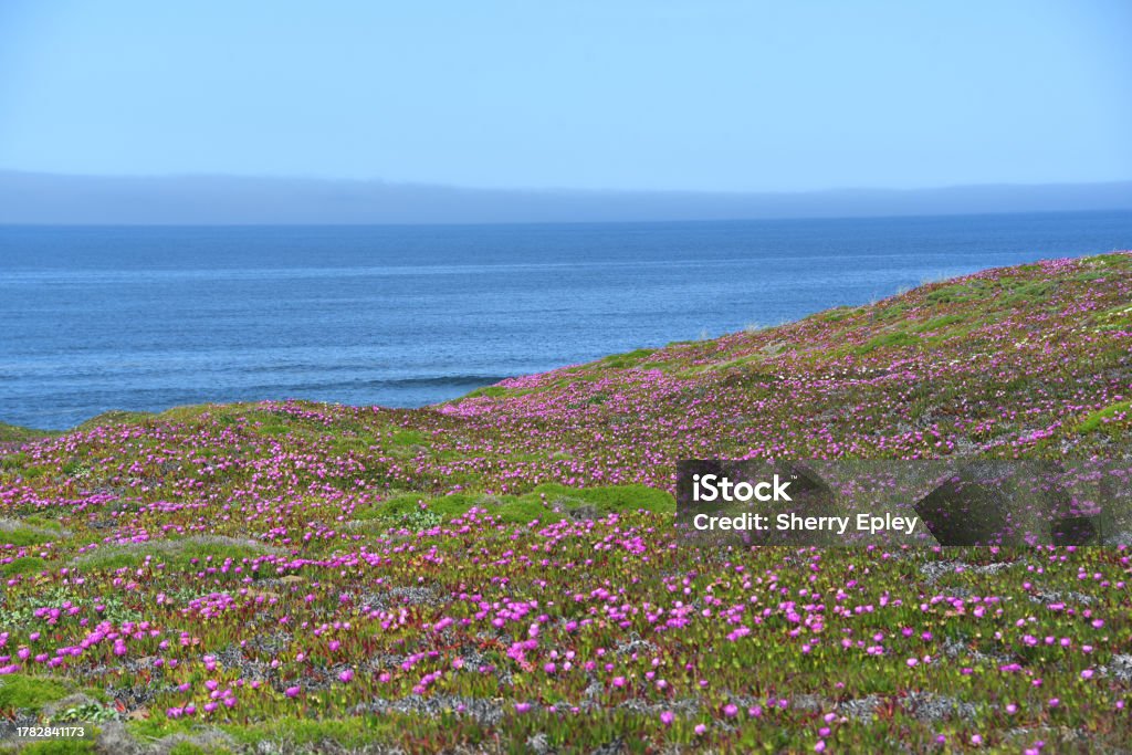 California-Panorama of Purple Ice Plant Blooms Against The Blue Sea Large format panorama of a beach side hill filled with the beautiful purple blooms of Ice Plants at the point Reyes National Seashore in California. Beauty Stock Photo