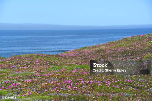 Californiapanorama Of Purple Ice Plant Blooms Against The Blue Sea Stock Photo - Download Image Now