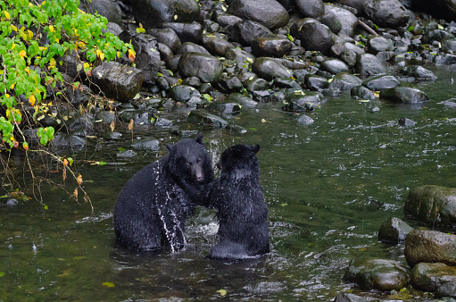 Black Bears (Ursus americanus) frolic in the river in Uclulet BC on the west coast of Vancouver Island