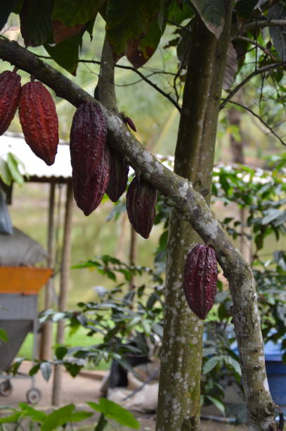 fruto fresco del cacao en el árbol del cacao - cocoa cocoa bean chocolate brazil fotografías e imágenes de stock