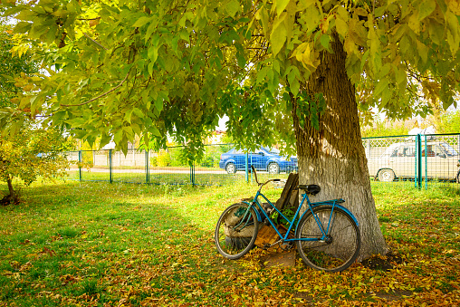 An old bicycle stands in autumn near a tall tree with yellow foliage in the village