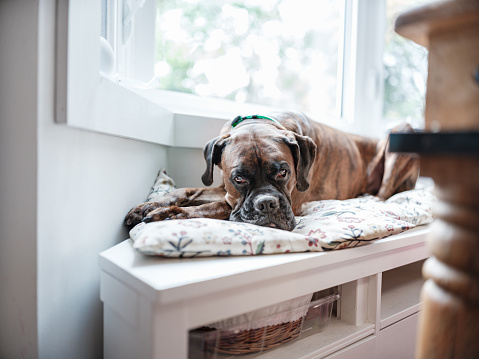 Boxer dog resting on the bench by the window.  Interior of private home in Toronto, Canada.