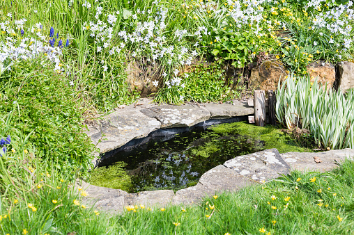 Close ups of the landscaped garden with the flowers and green grass, beautiful pond with stoned path, selective focus