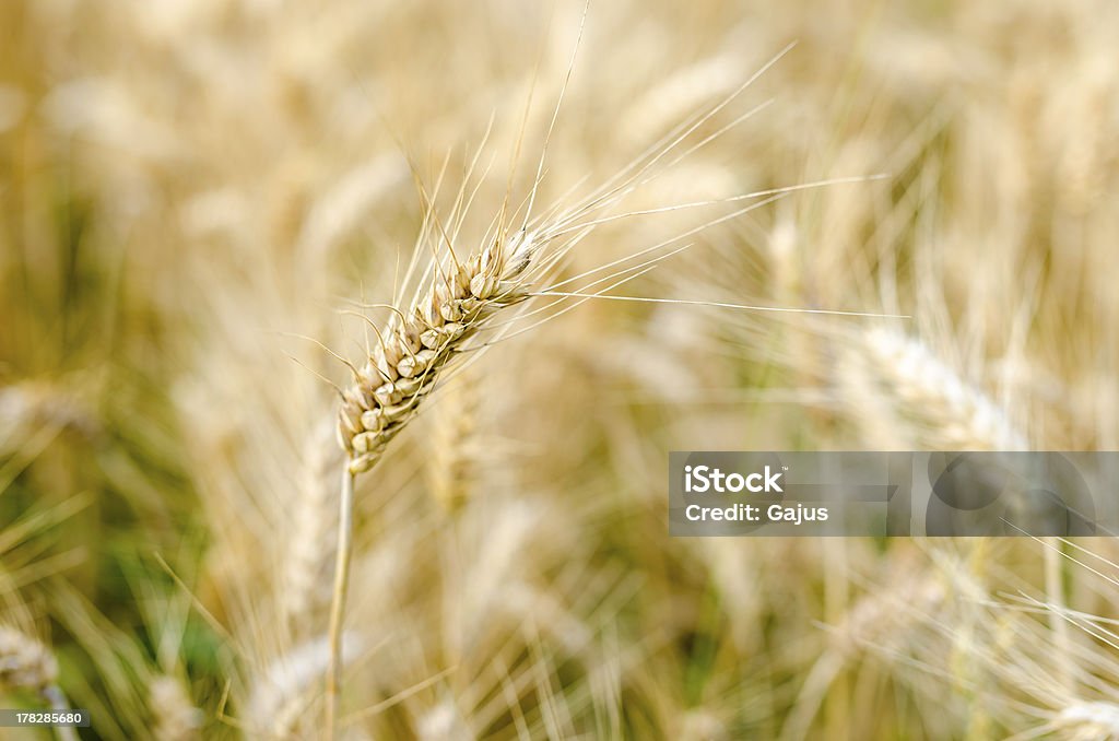 Single Weizen Ohren - Lizenzfrei Agrarbetrieb Stock-Foto