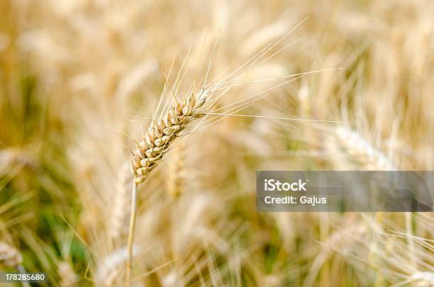 Single Weizen Ohren Stockfoto und mehr Bilder von Agrarbetrieb - Agrarbetrieb, Feld, Fotografie