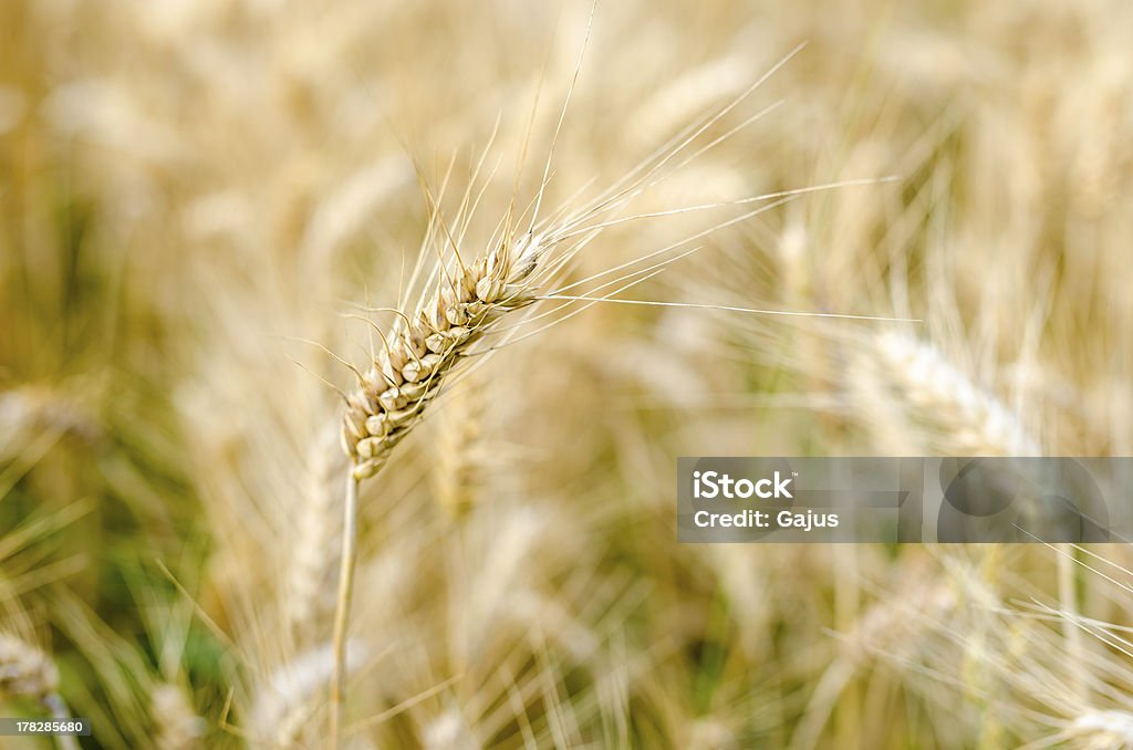 Simple orejas de trigo - Foto de stock de Agricultura libre de derechos