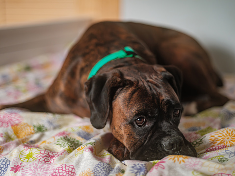 Boxer dog resting on the bed in the child bedroom.  Interior of private home in Toronto, Canada.