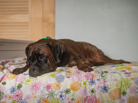 Boxer dog resting on the bed in the child bedroom.  Interior of private home in Toronto, Canada.