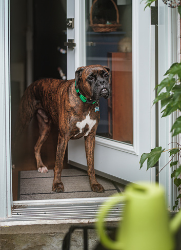 Boxer dog guarding patio door. Interior of private home in Toronto, Canada.