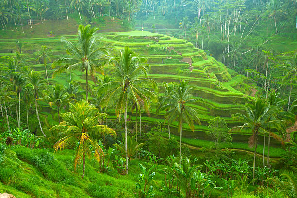 istock Rice tarrace in mountains on Bali, Indonesia 178288268