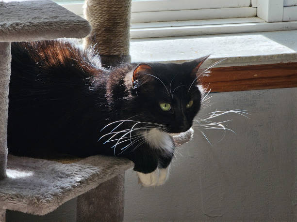 istock Black and White Cat on Stand 1782885007