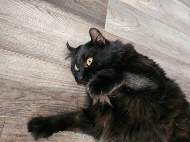 istock Closeup of large black cat 1782885010
