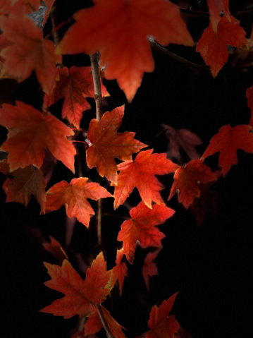 Orange-red autumn leaves on a tree in Hoboken, New Jersey during November are image manipulated with a black background to create a contrasting studio shot.